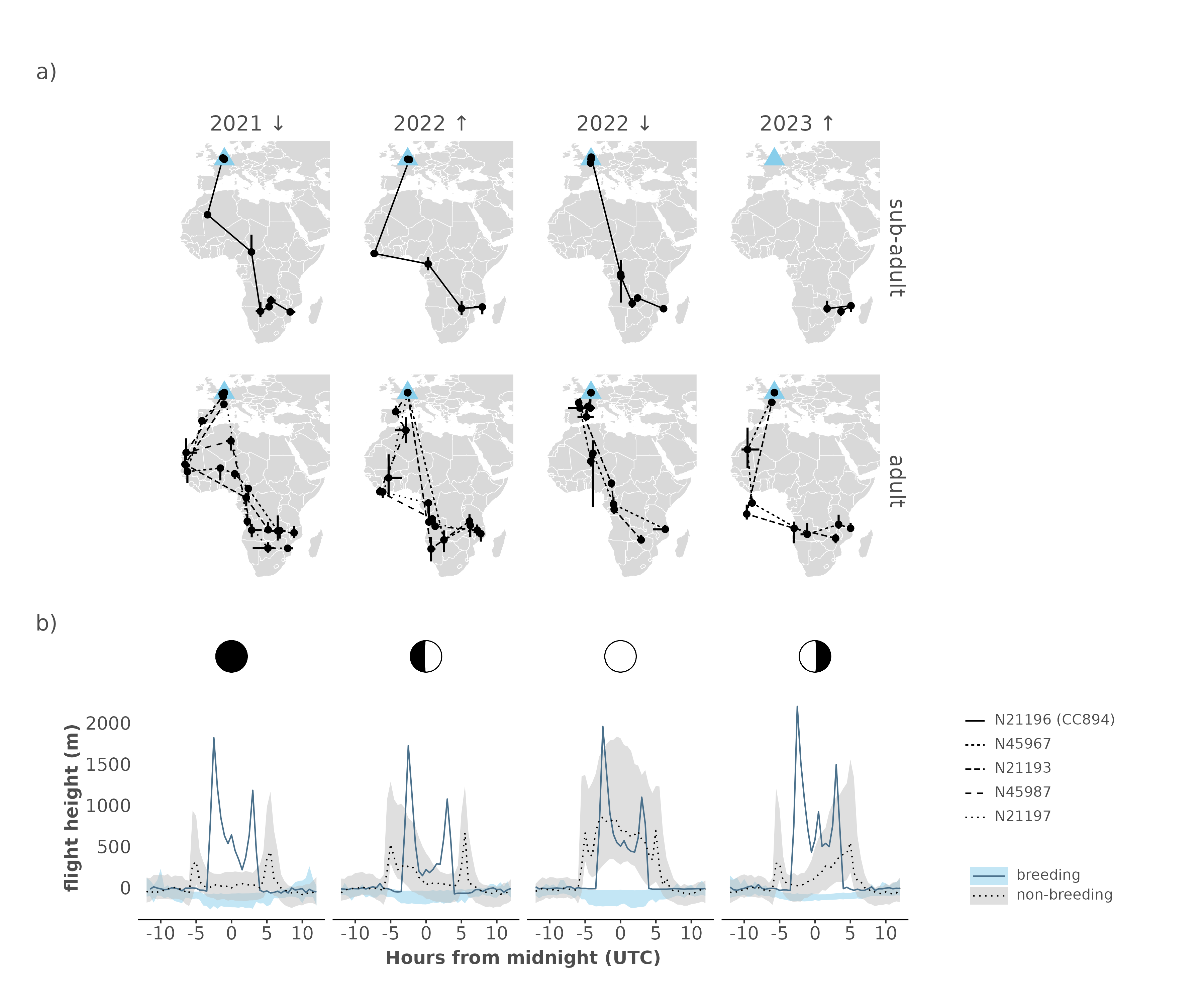 Figure 1. Overview panel plot showing: a) the flight path of the common swifts (Apus apus)  from Ghent Voorhaven including the sub-adult CC894 (N21196, top panels) and four adult swifts (top panels) as derived from MDL geolocator data during two consecutive seasons (2021 - 2022 and 2022 - 2023). The general movement of the flight path is indicated by arrows (↑↓) Geolocator based locations were clustered using a breakpoint analysis dividing migration and stationary periods, and only stationary periods were retained and shown as full circles (⏺). Error bars showing quantiles around the median position for every cluster. The originating colony at the Ghent Voorhaven site is marked with a large light blue triangle. Locations outside the mapping domain around the equinoxes were removed. b) The diurnal flight height (normalized altitudes in m, relative to daytime mean values) dynamics, centered on midnight, for both sub-adult and adults swifts according to moon phases (from left to right: new moon, first quarter, full moon and last quarter as indicated by icons). Adult flight dynamics are shown as ribbon plots bounded by the 25th and 75th quantile of the flight height across all individuals. Median flight responses for the sub-adult CC894 are shown as a single full or dotted line, for the breeding and non-breeding season, respectively. Note the overlap between moonlight-driven flight height responses during the non-breeding season for both adults and the sub-adult (see Hufkens et al. 2022). During the breeding season this correspondence in adult swifts is lacking, as well as the typical asymmetrical flight height patterns in response to moon phases.